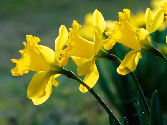 Daffodils - Atlantajewishtimes